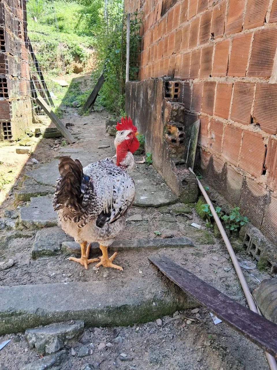 Vendo esse frango polaco 150 - Foto 5