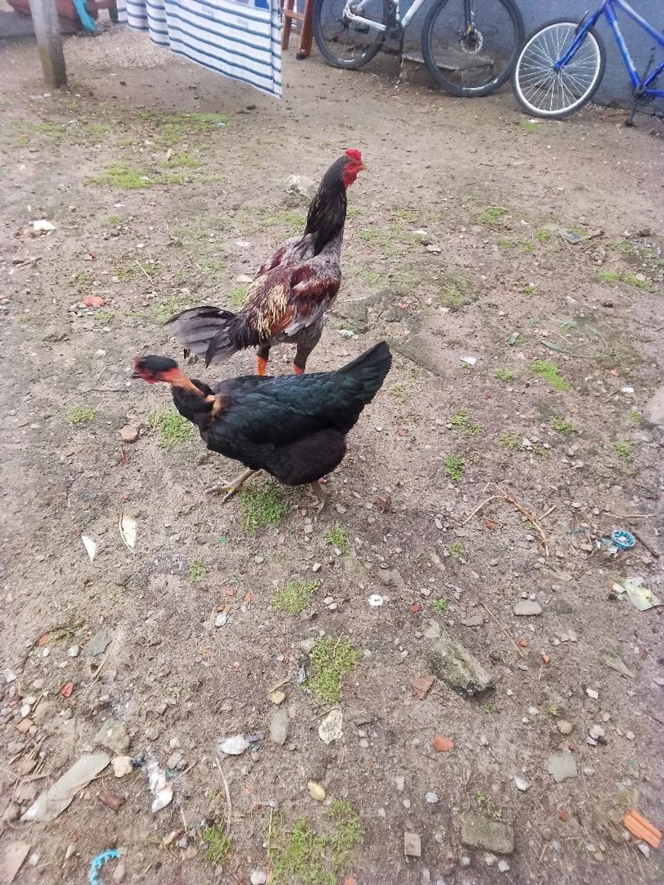 Galinha caipira 