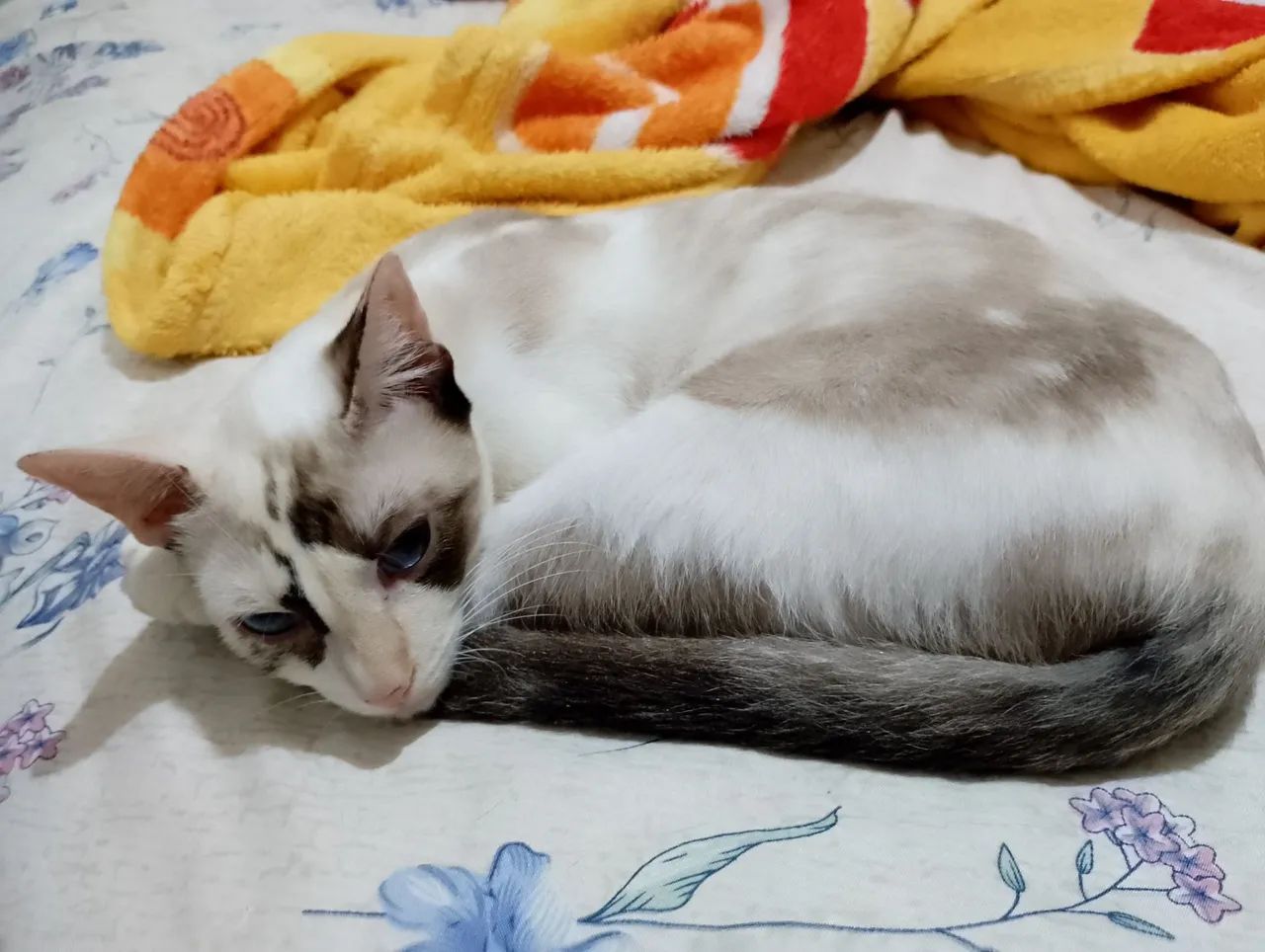 Gata adoção  - Foto 2