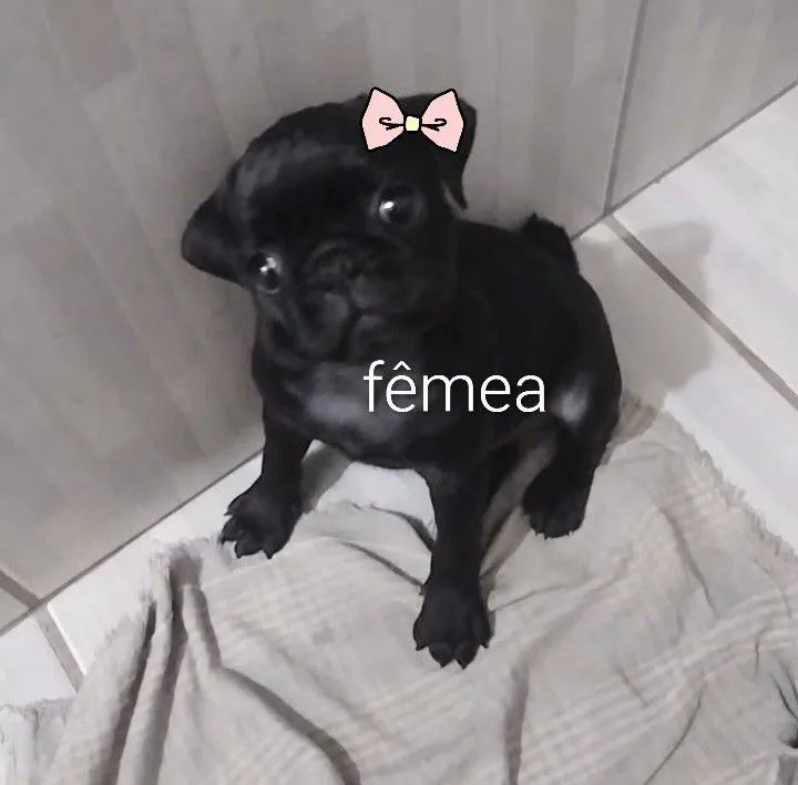 Pug fêmea e macho - Foto 5