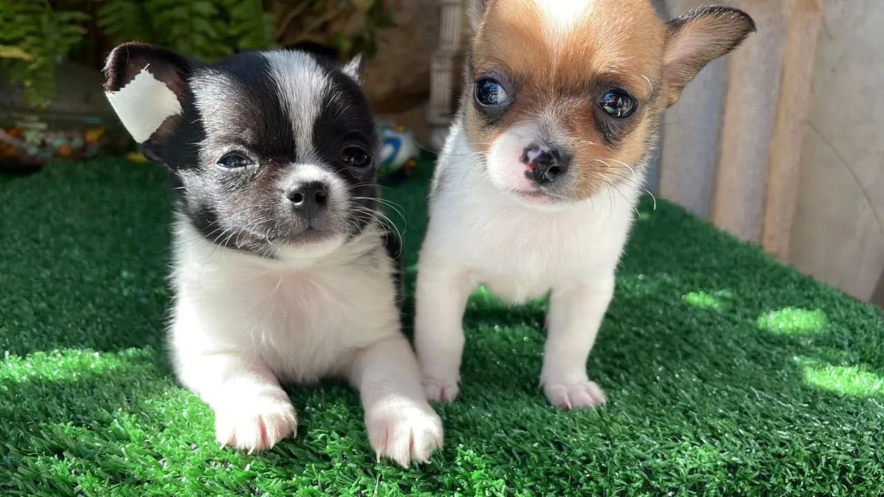 Chihuahua apronta entrega  - Foto 3