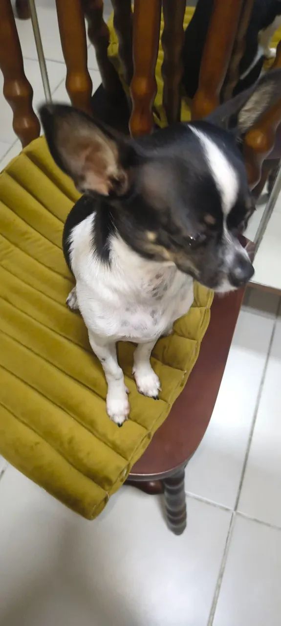 Chihuahua Macho - Foto 3