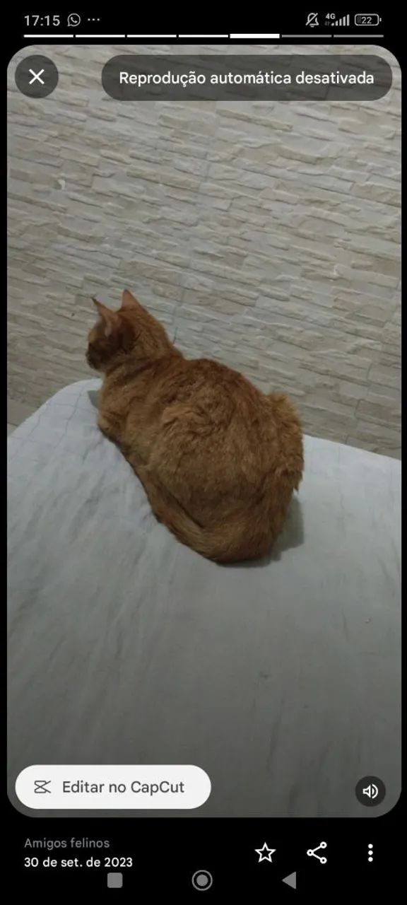 Gata ruiva  - Foto 2