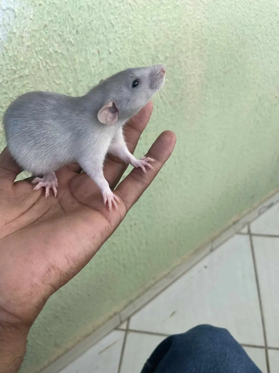 Tenho 2 filhotes de rato Twister disponível 
