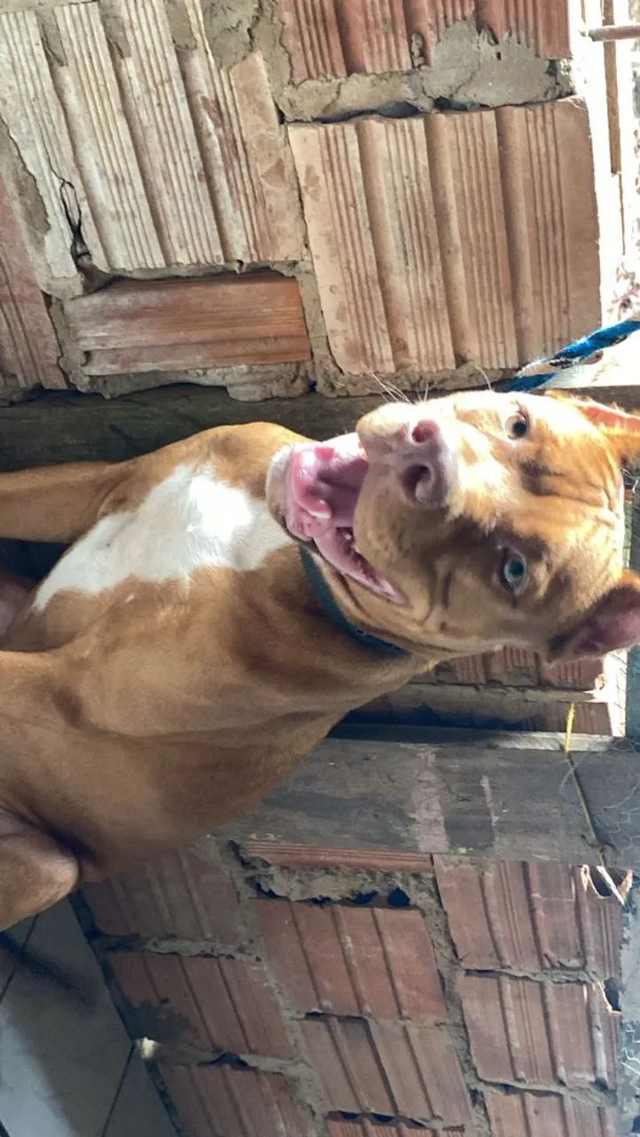 Pitbull com 10 meses bom pra caçar  - Foto 2