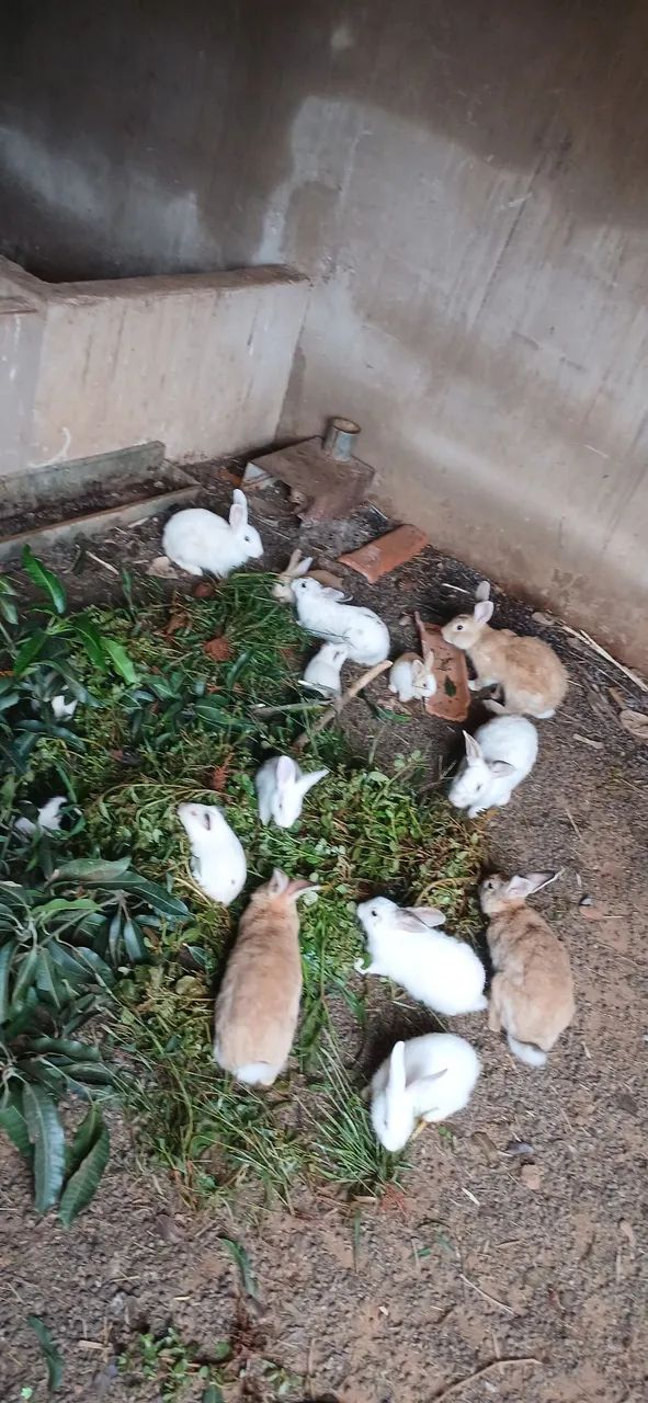 Filhote de coelho  - Foto 3