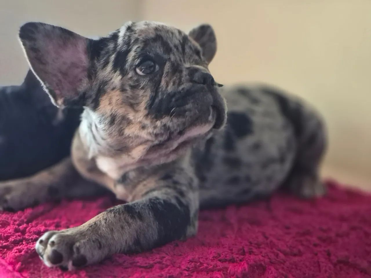 Bulldog francês disponível  - Foto 3