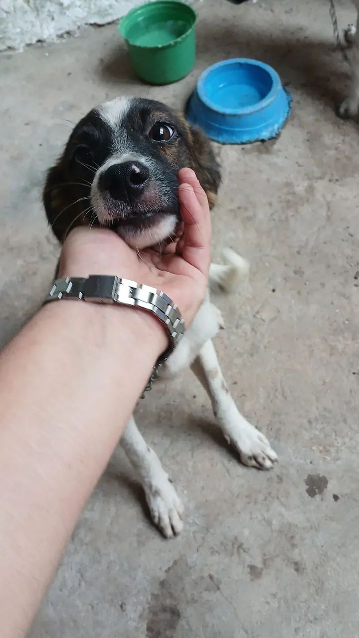 Adoção  - Foto 2