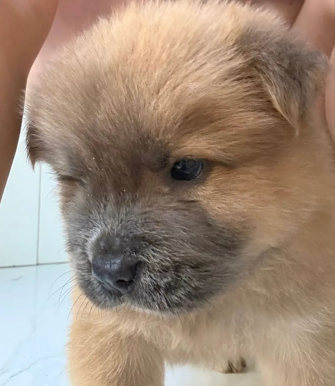 Filhotes de chow chow  - Foto 4