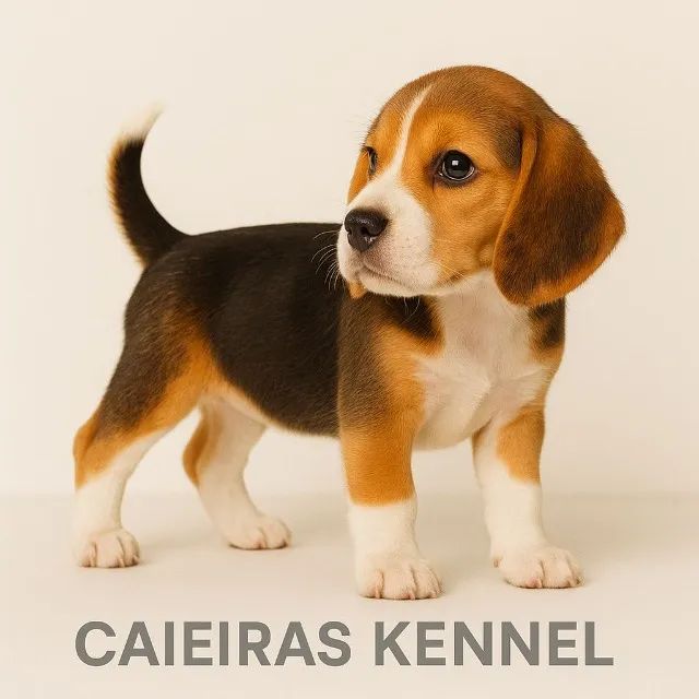 ?Beagles disponíveis - apaixone-se!?