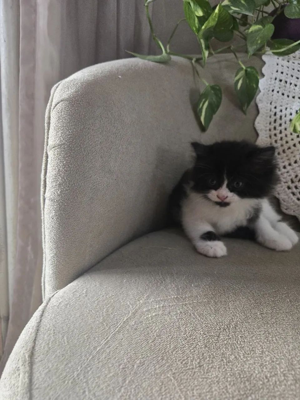 Filhote persa à venda! - Foto 2