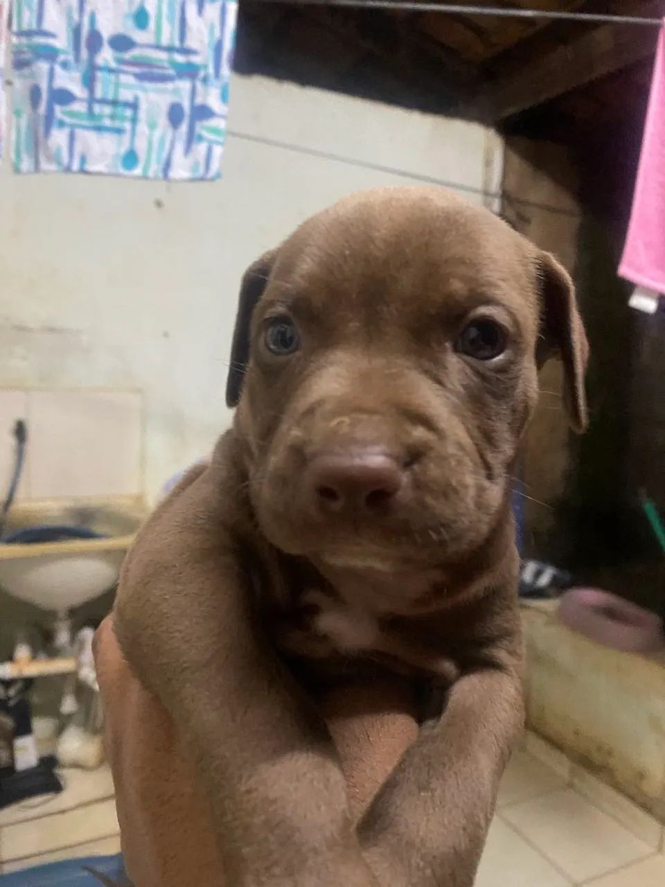 Filhote pitbull  - Foto 4