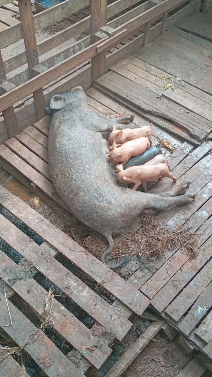 Porca parida - Foto 2