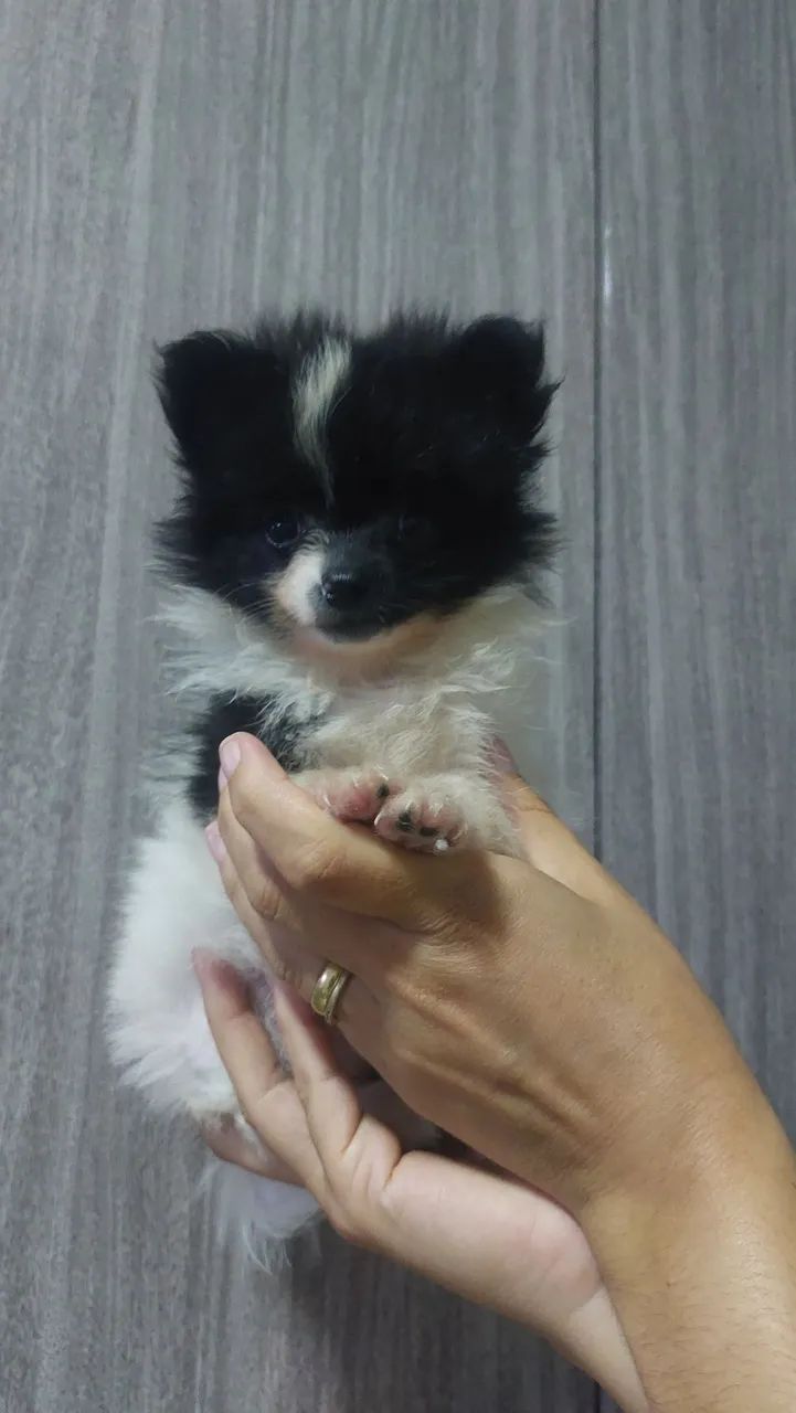 Filhotes de Spitz alemão  - Foto 4