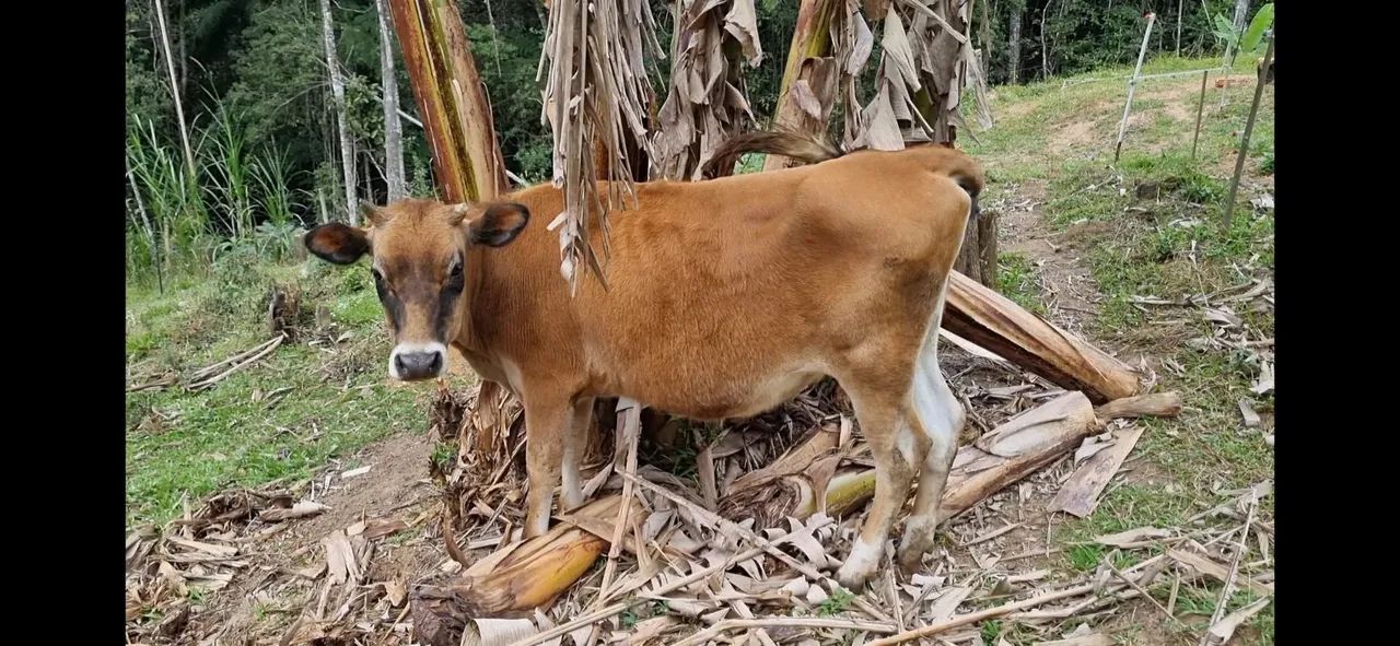 Vaca Jersey - Foto 4