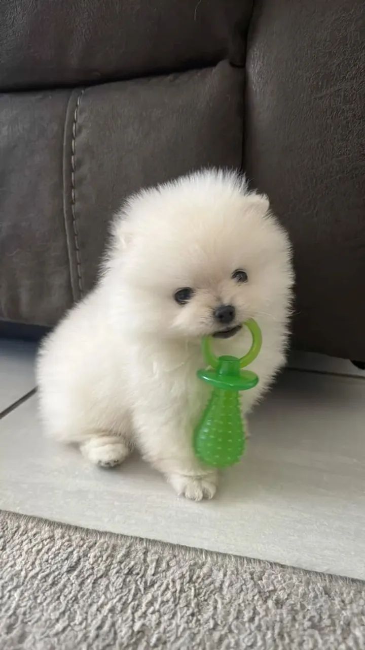 Spitz especial que combina com seu lar