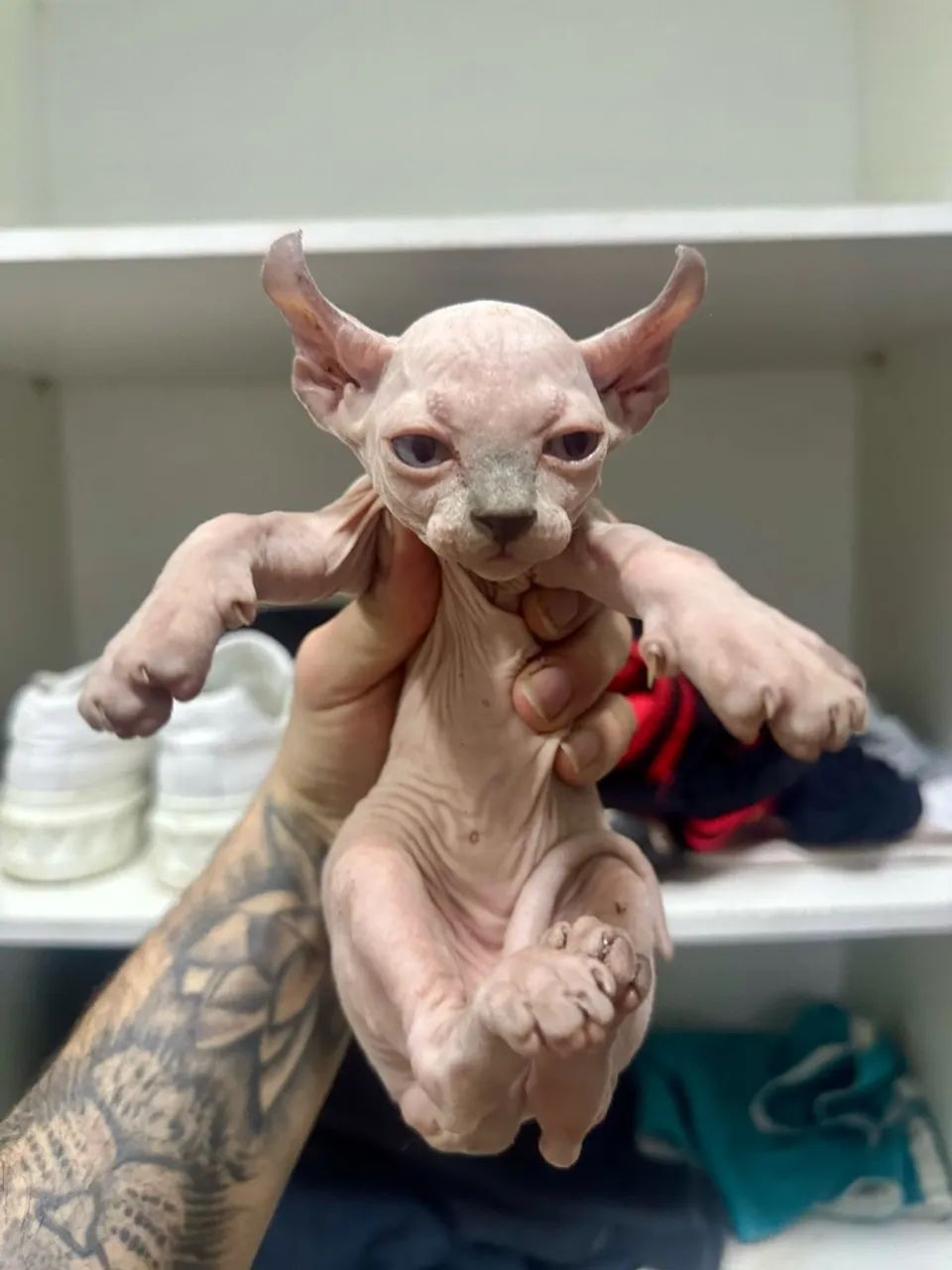 Sphynx elfo 