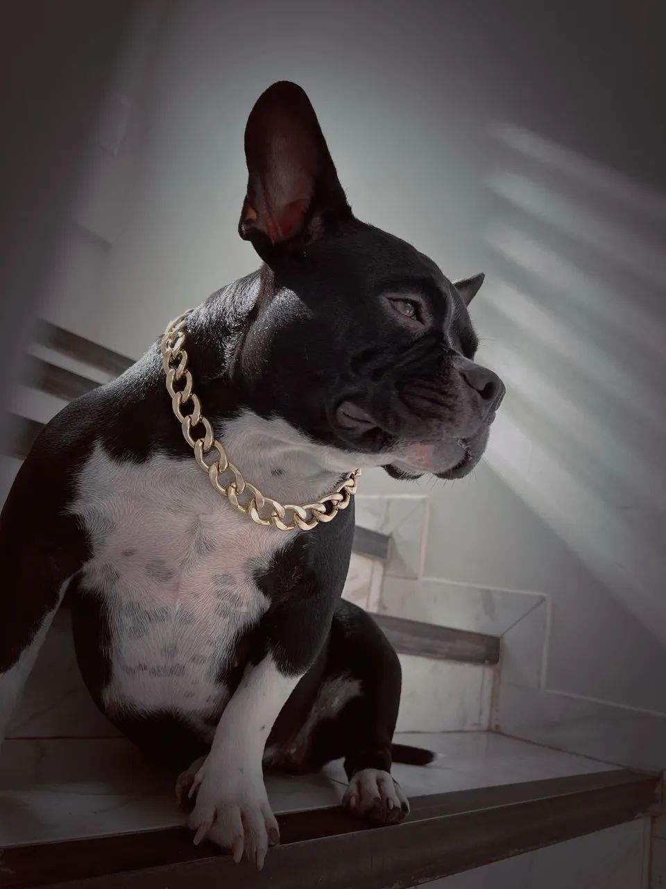 Micro Bully 