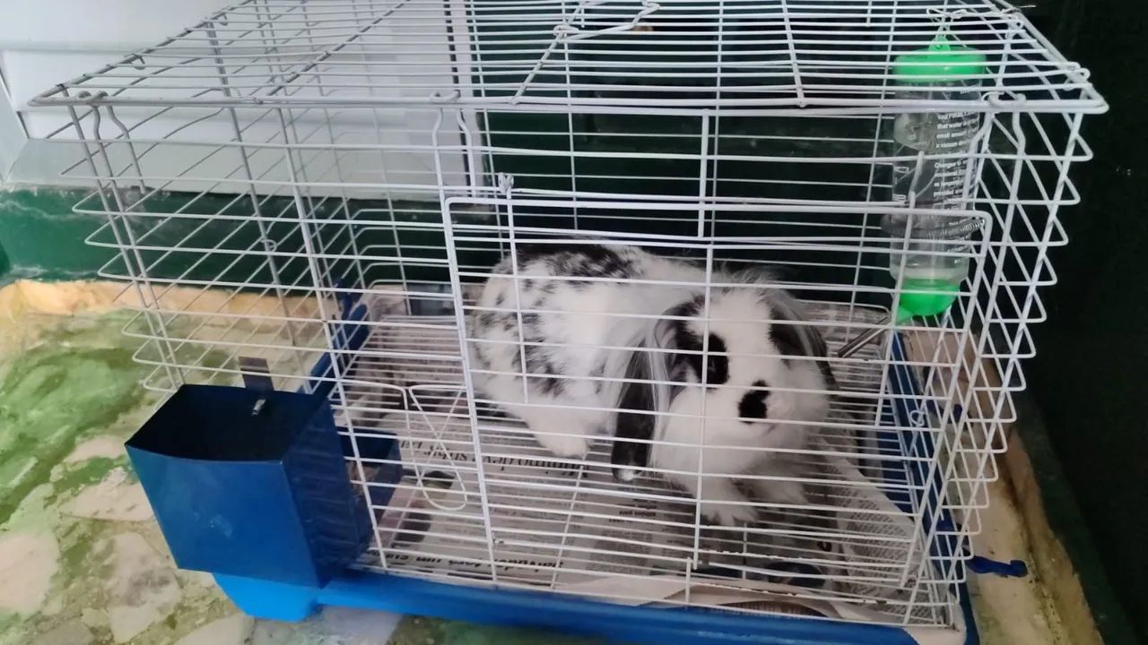 Coelho de raça  - Foto 3