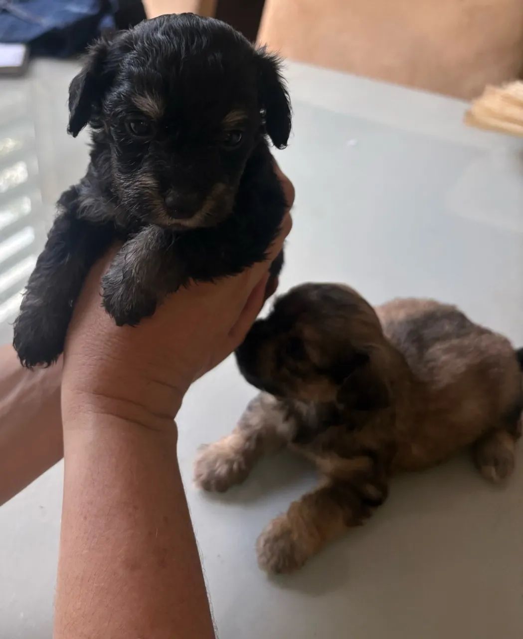 Filhote de cachorro  - Foto 4