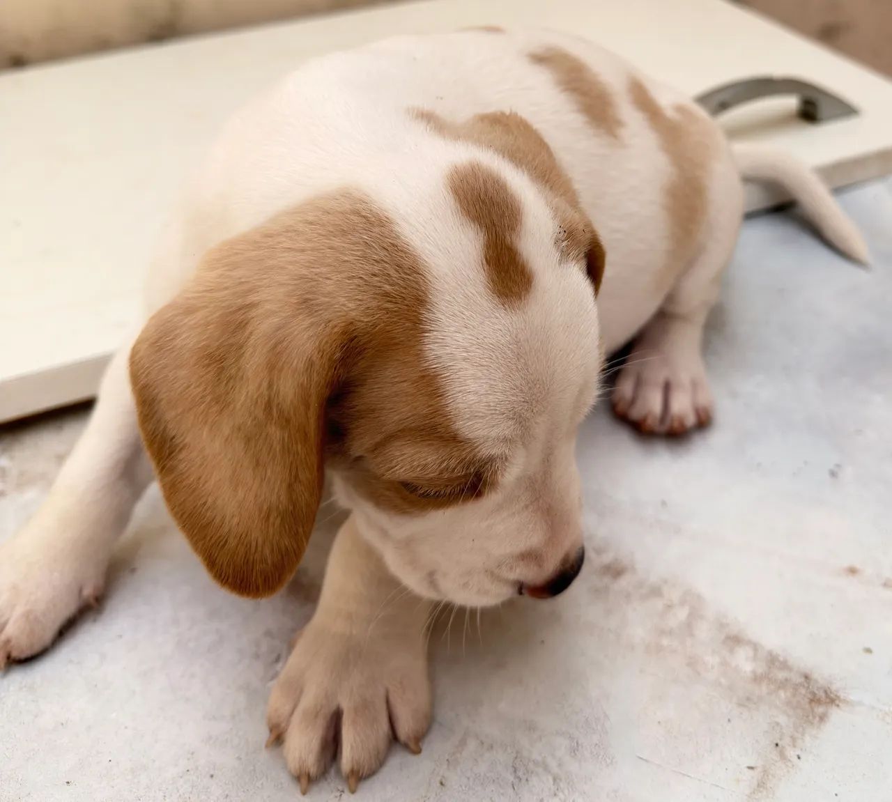 Filhote macho. Raça Beagle - Foto 2