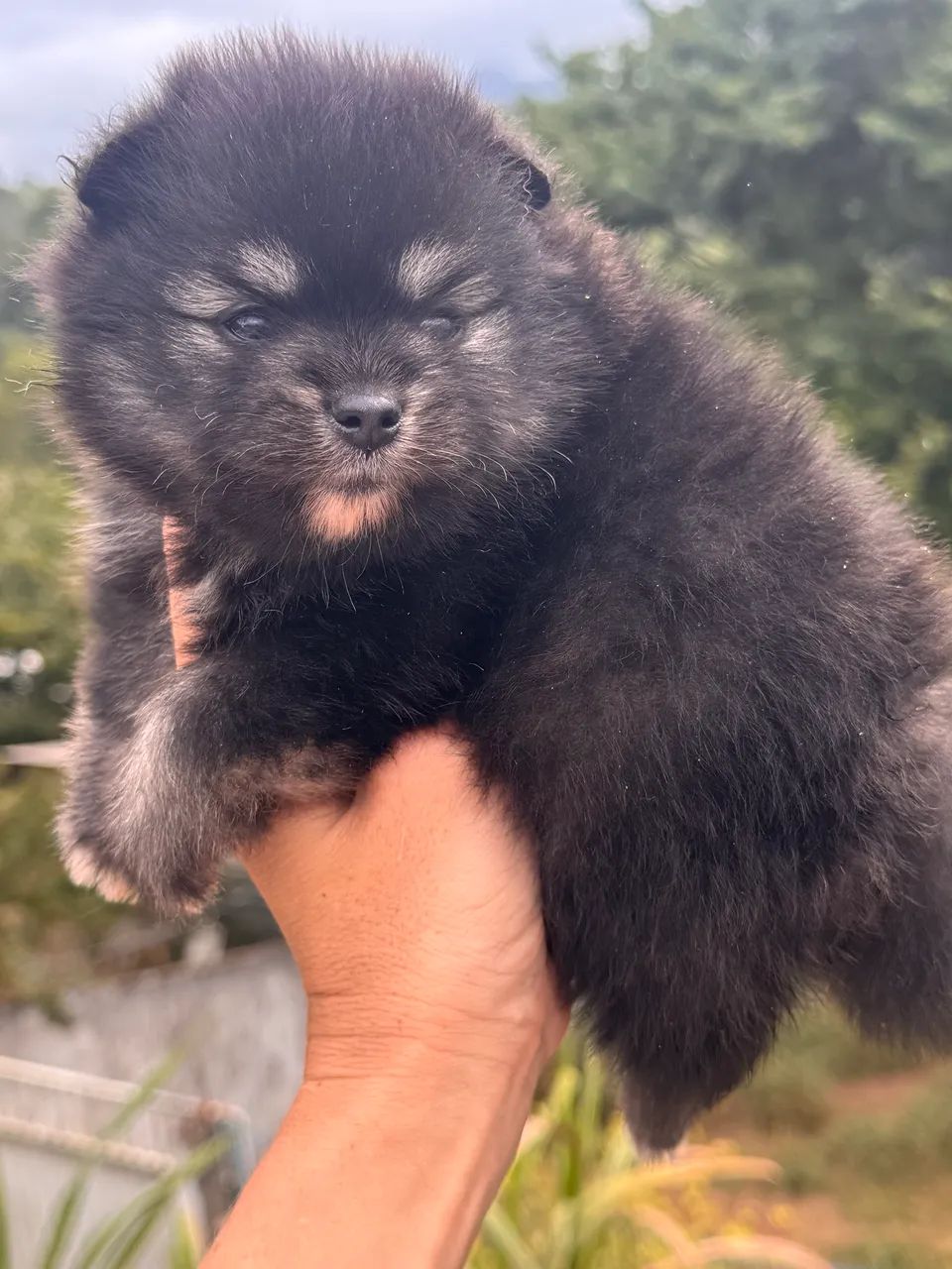 Spitz alemão