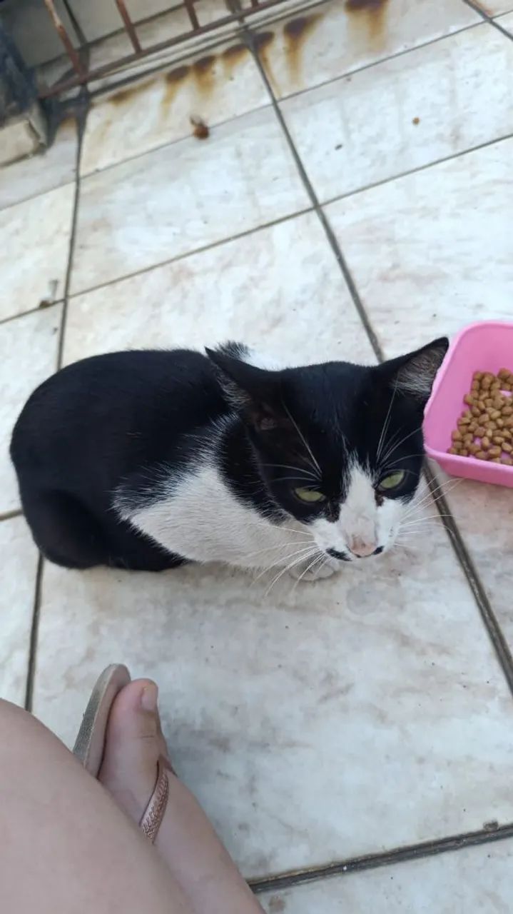 Doação de Gatos  - Foto 3