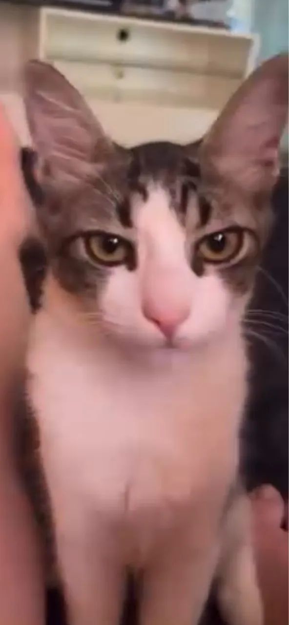 Doação de gato  - Foto 4