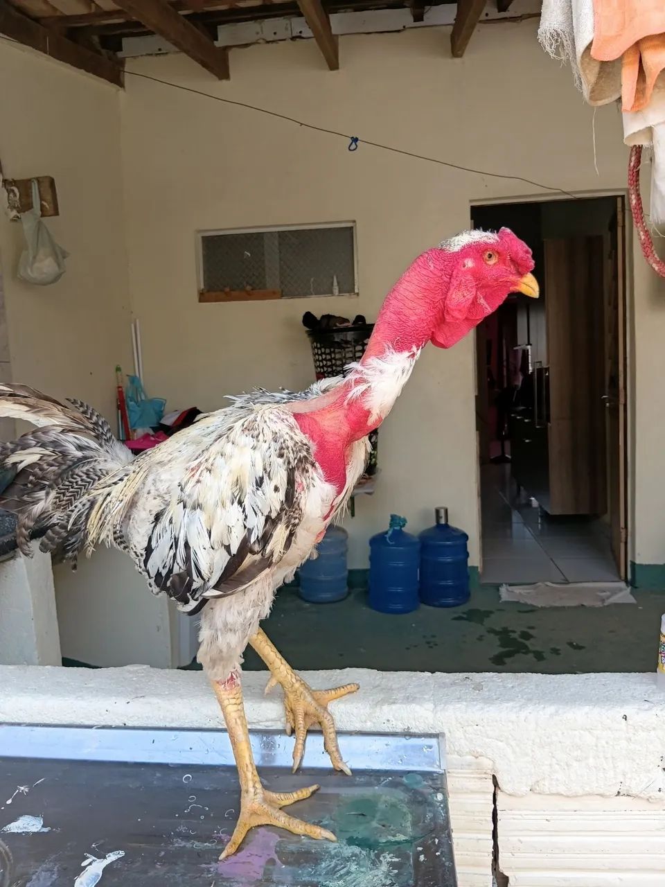 Frango  - Foto 3