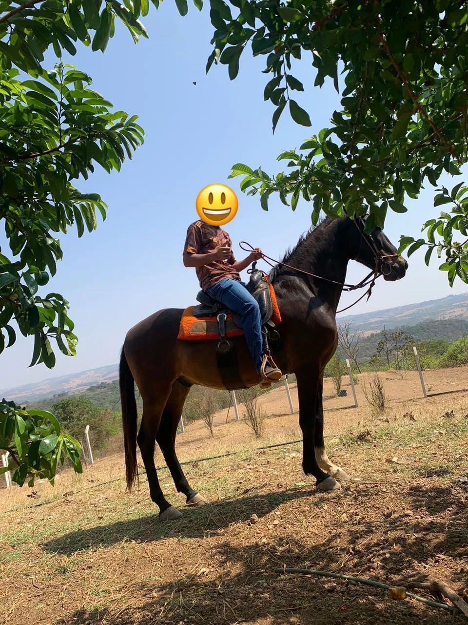Cavalo marchador  - Foto 2