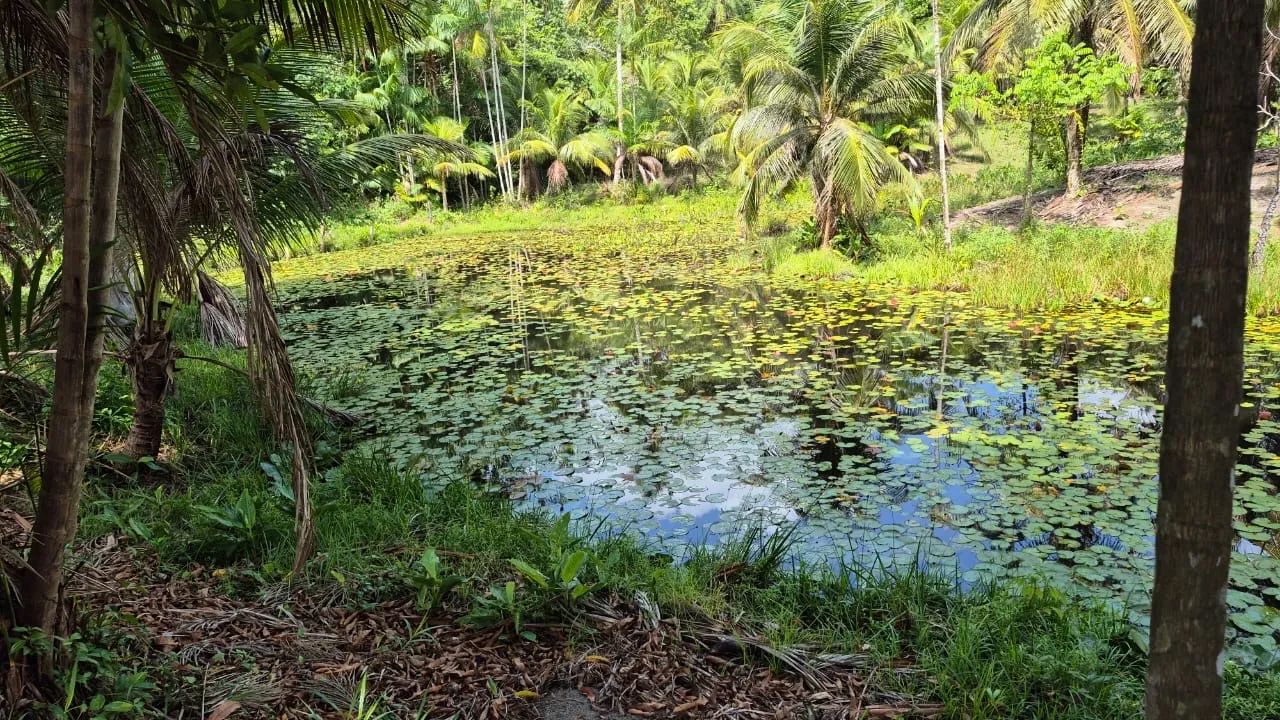 Sitio  Marapanim ( Beira Pista )  - Foto 2
