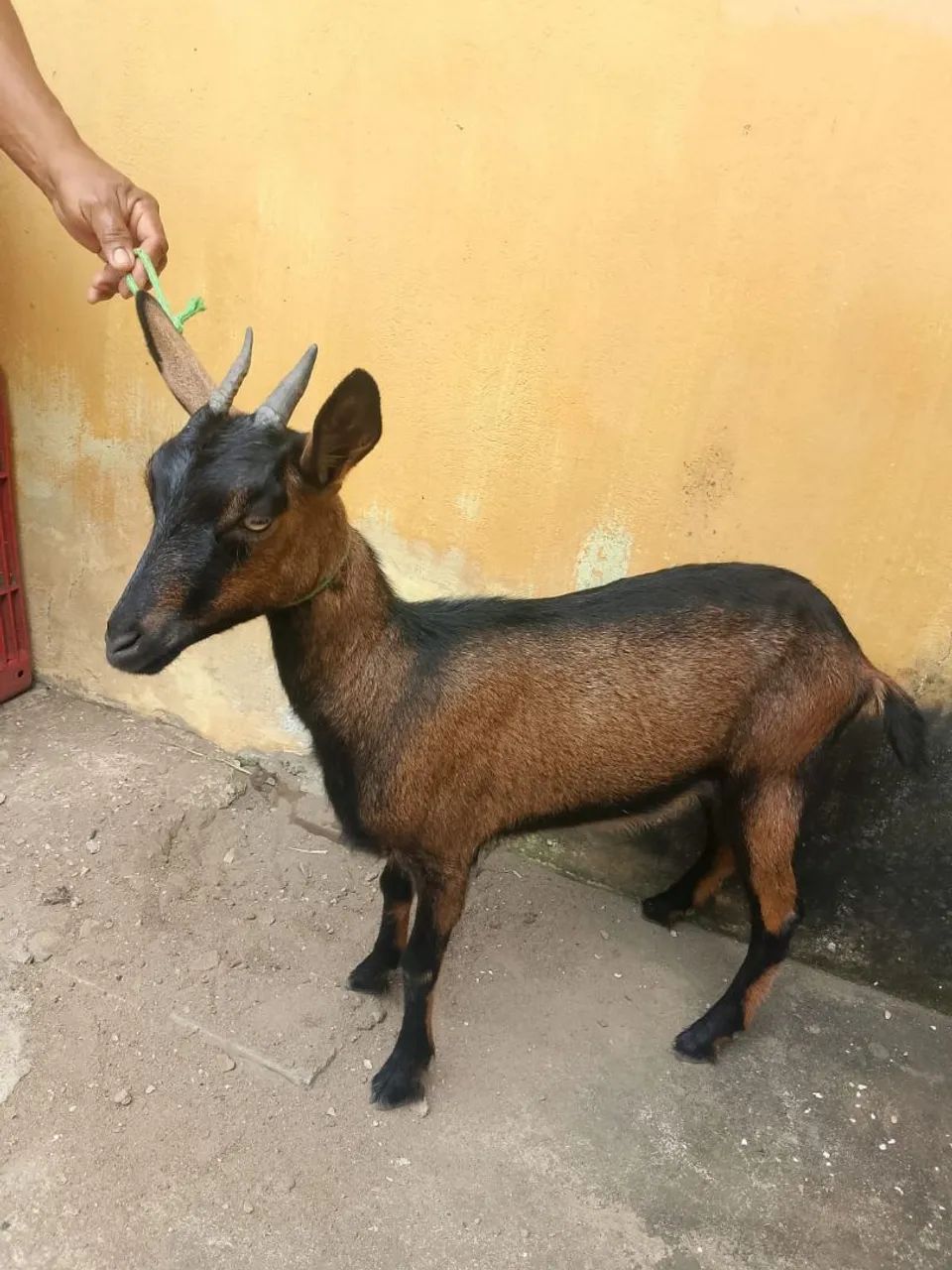 Marrã de cabra - Foto 3