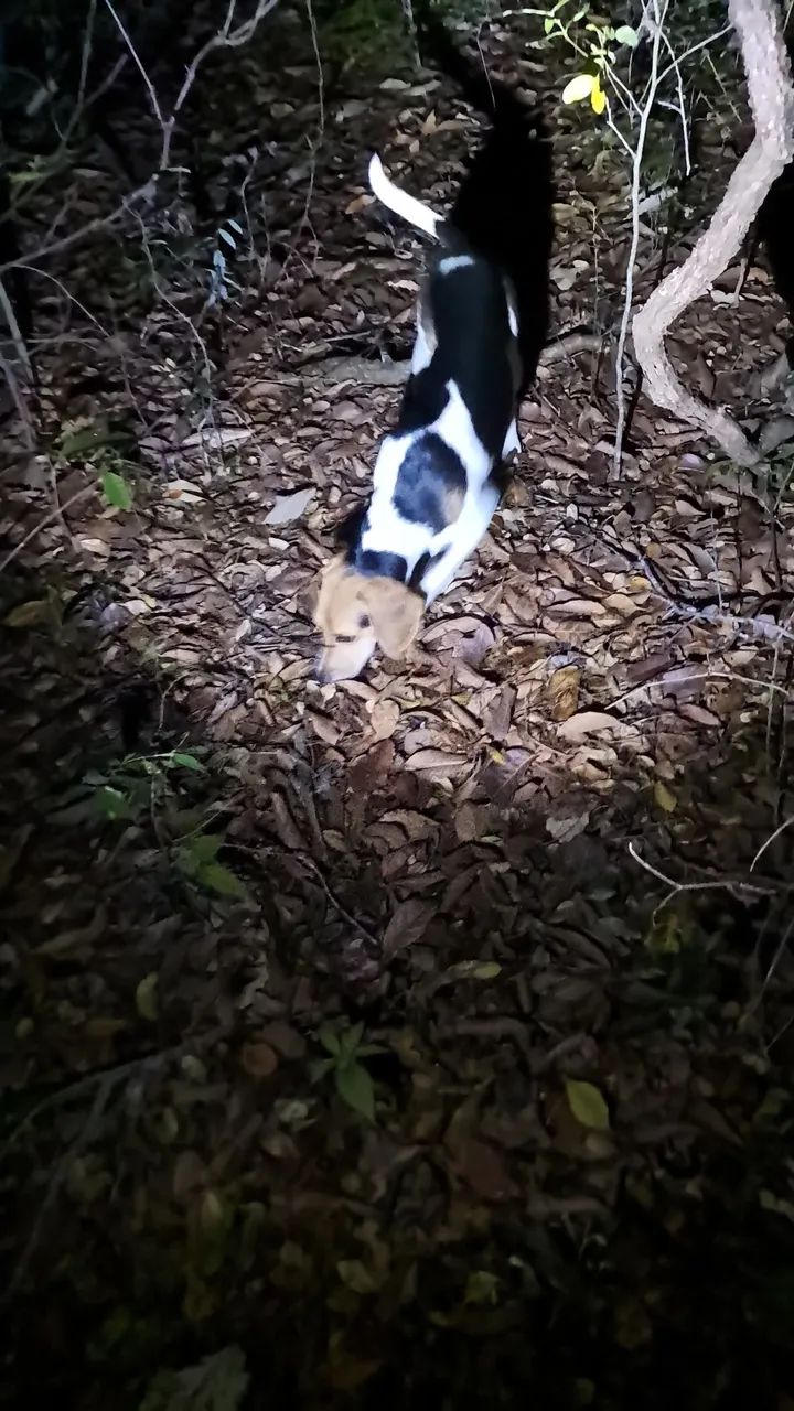 Beagle com americano 