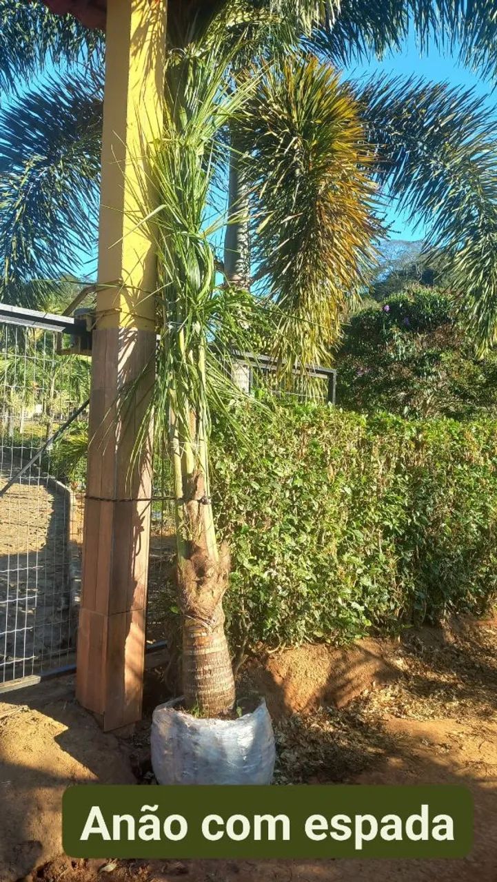 Mudas de coco anao verde. Favor ler o anúncio.  - Foto 2