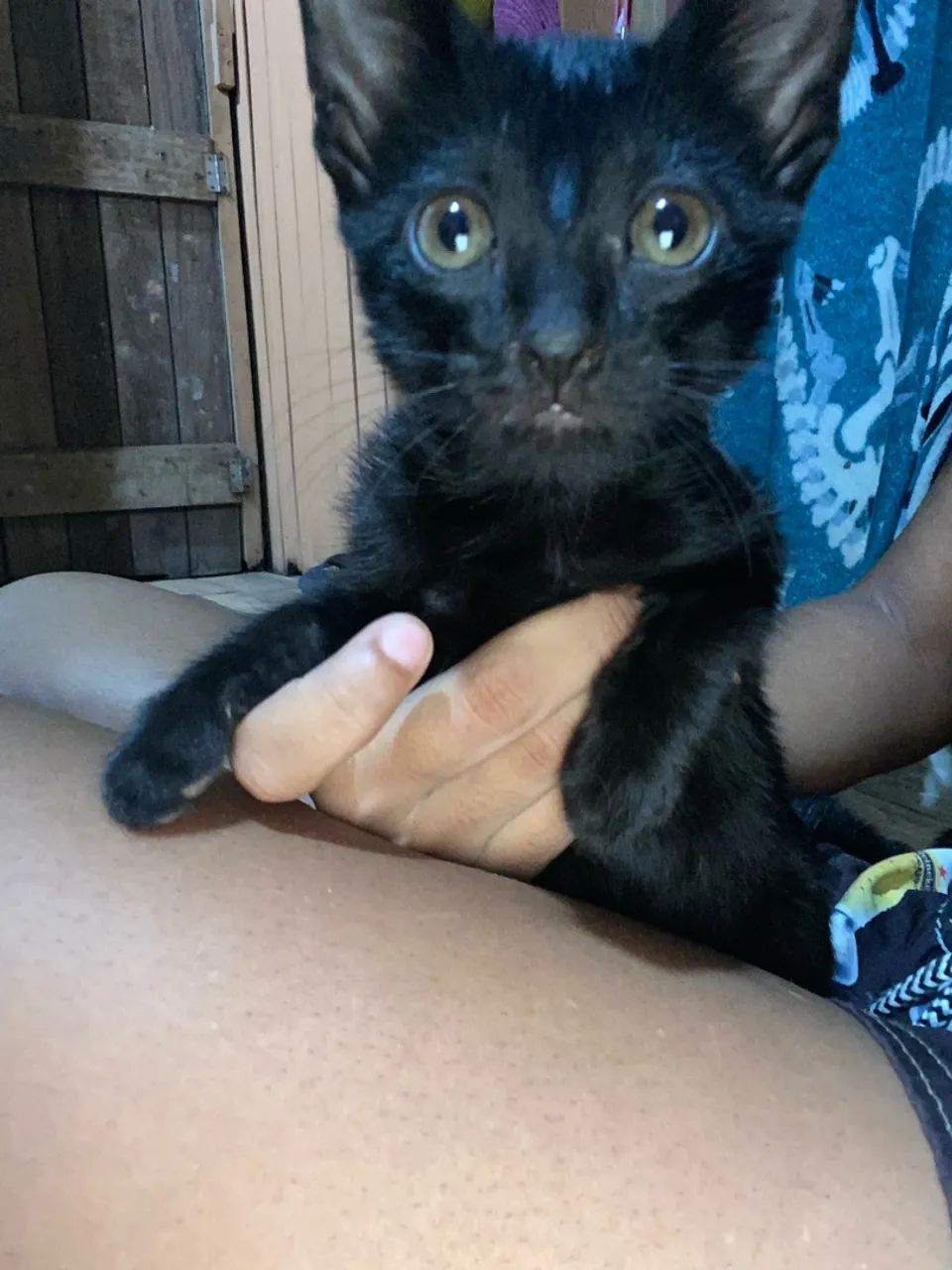 Gatinhos para doação  - Foto 4