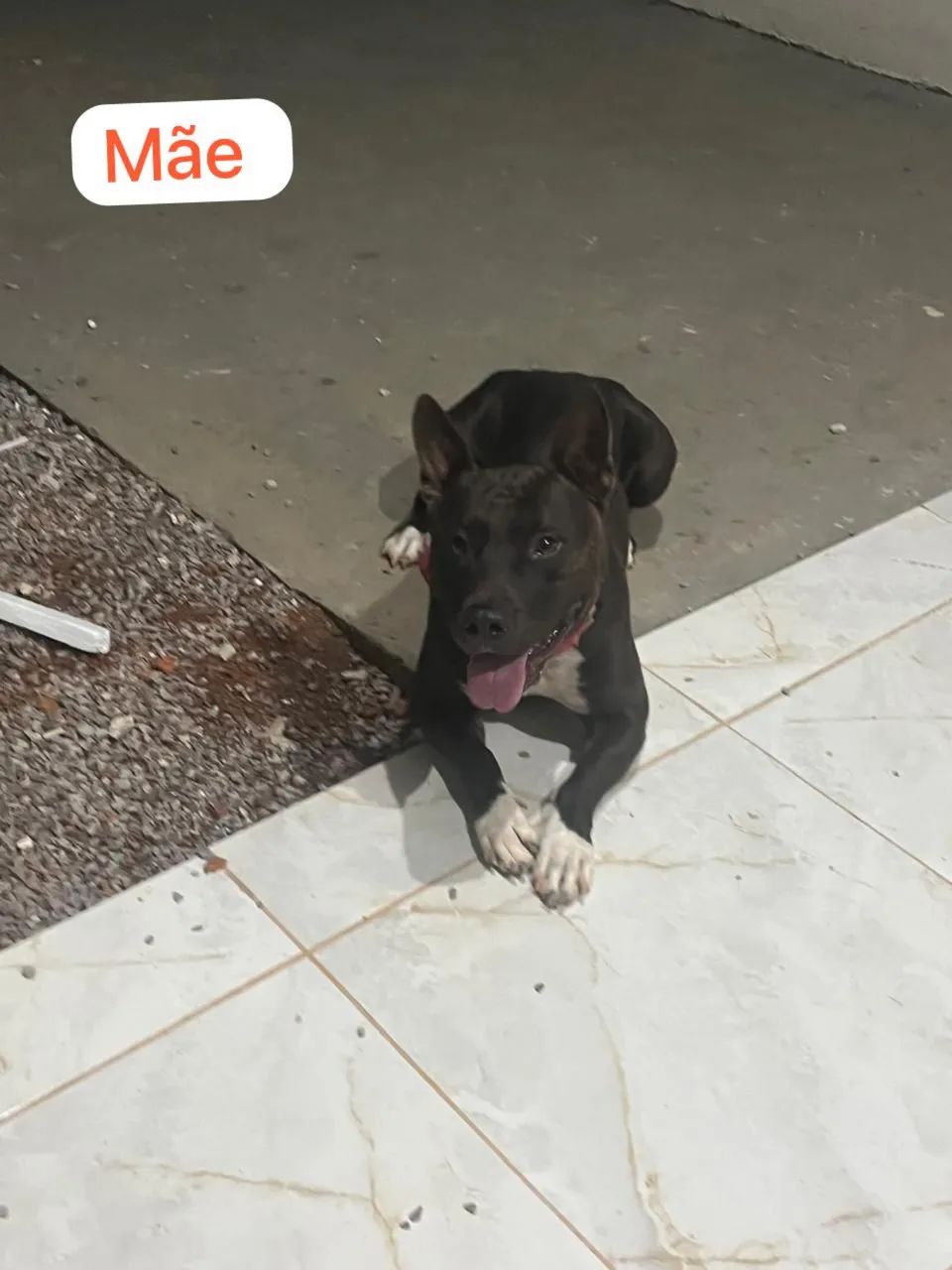 Pitbull  - Foto 3