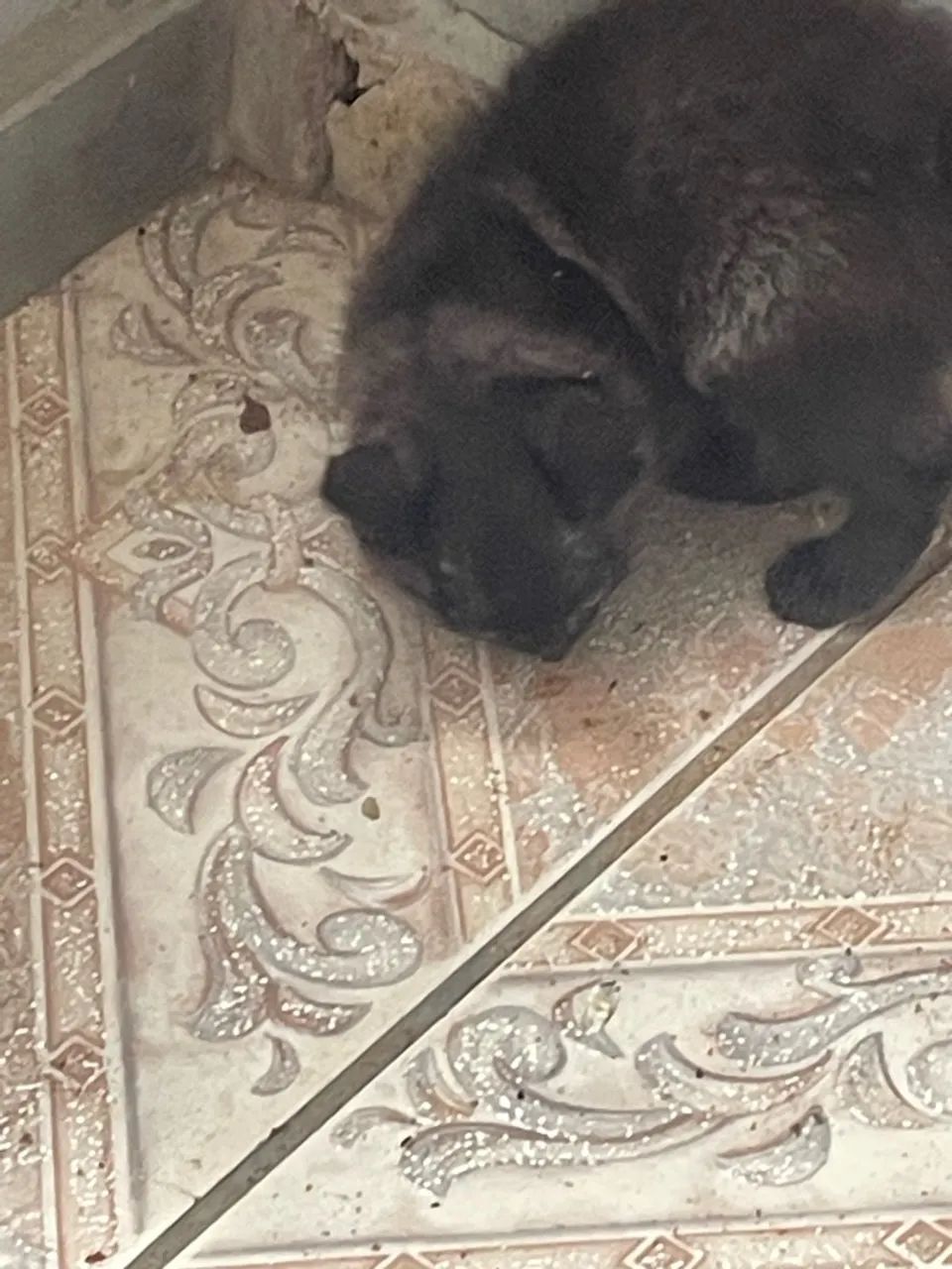 Gatinhos  - Foto 5