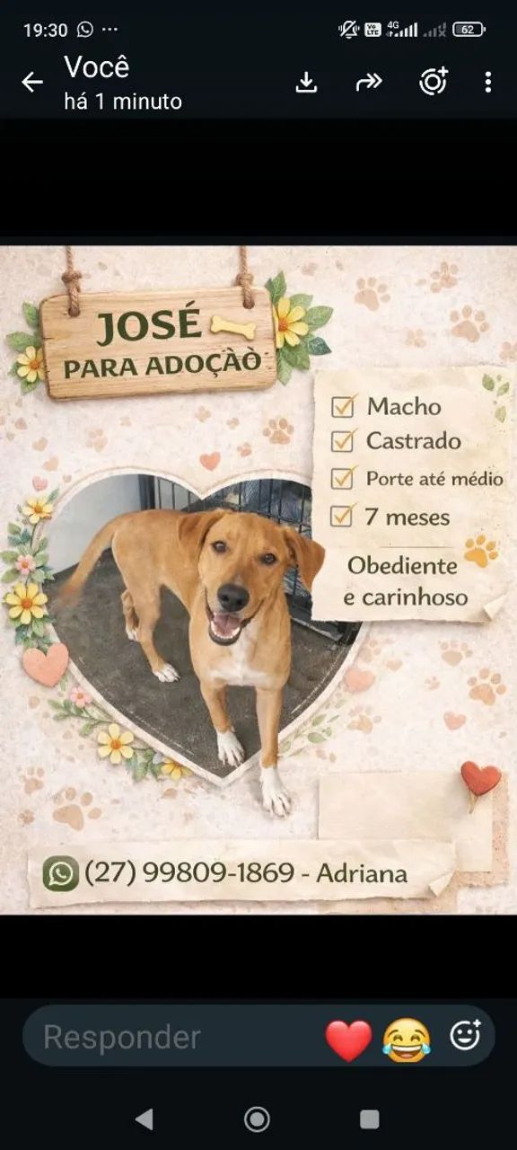 Cachorro 