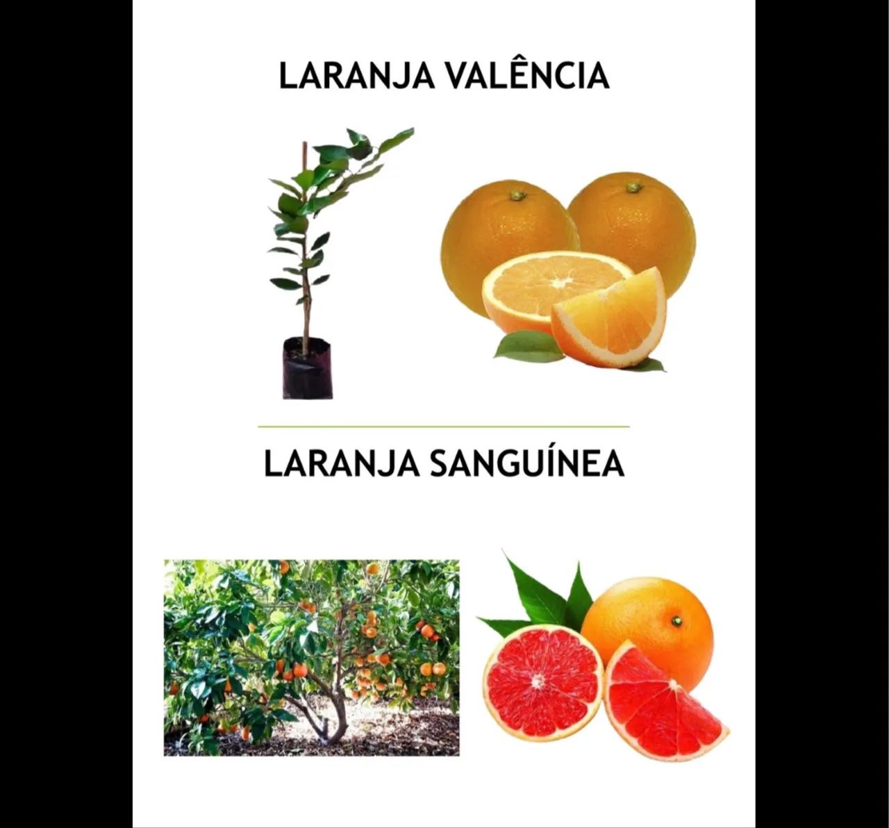Mudas de Laranja de Alta Qualidade  - Foto 4