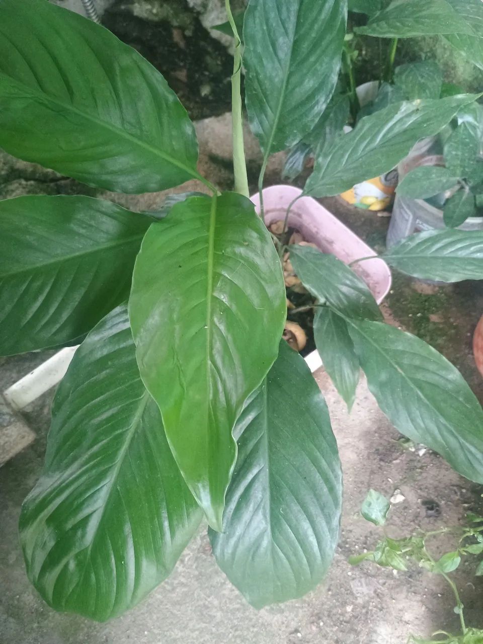 Pimenta ? - Foto 3