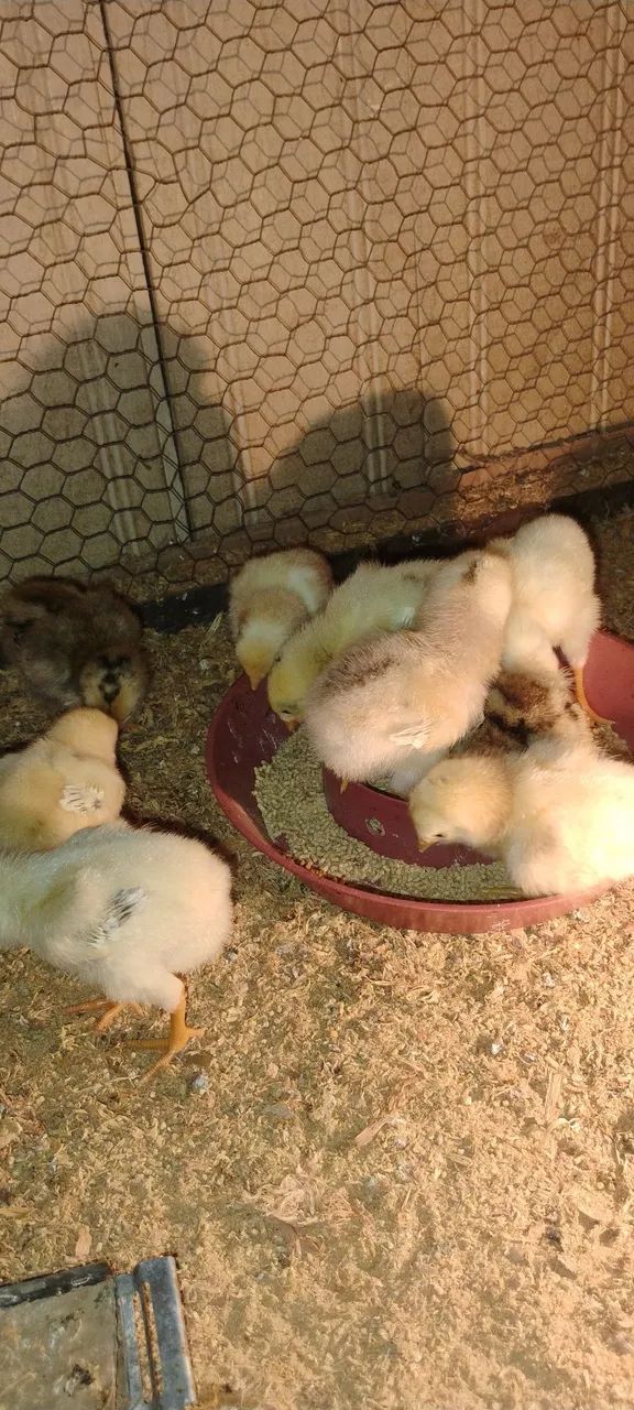 Vendo pintos indiano,e pinto caipira - Foto 2