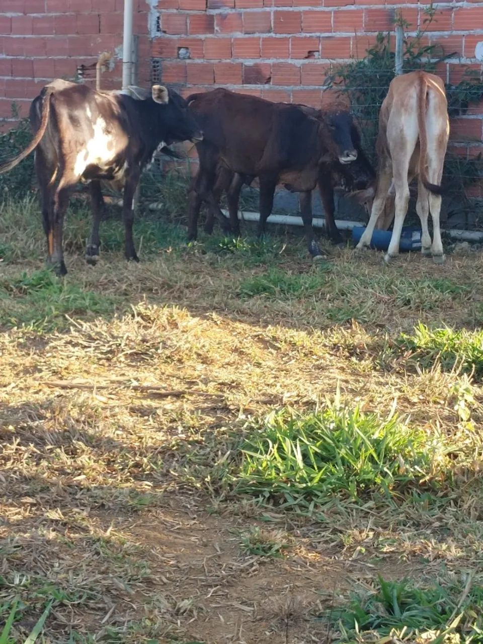 Vendo Bezerras com genética de ponta - Foto 4