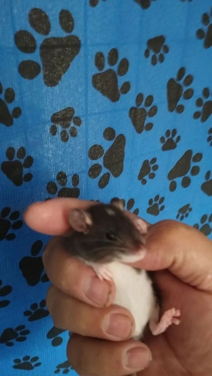 Ratos e Camundongos  - Foto 4