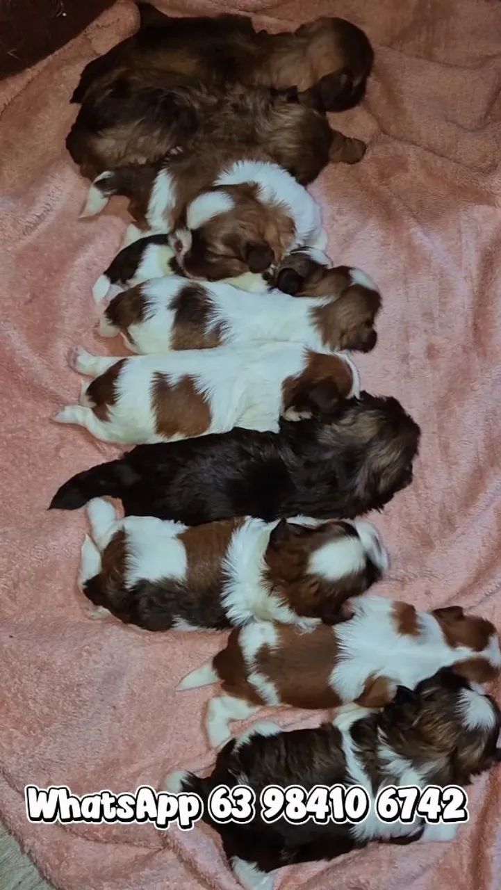 Lindos filhotes de ShihTzu  - Foto 2