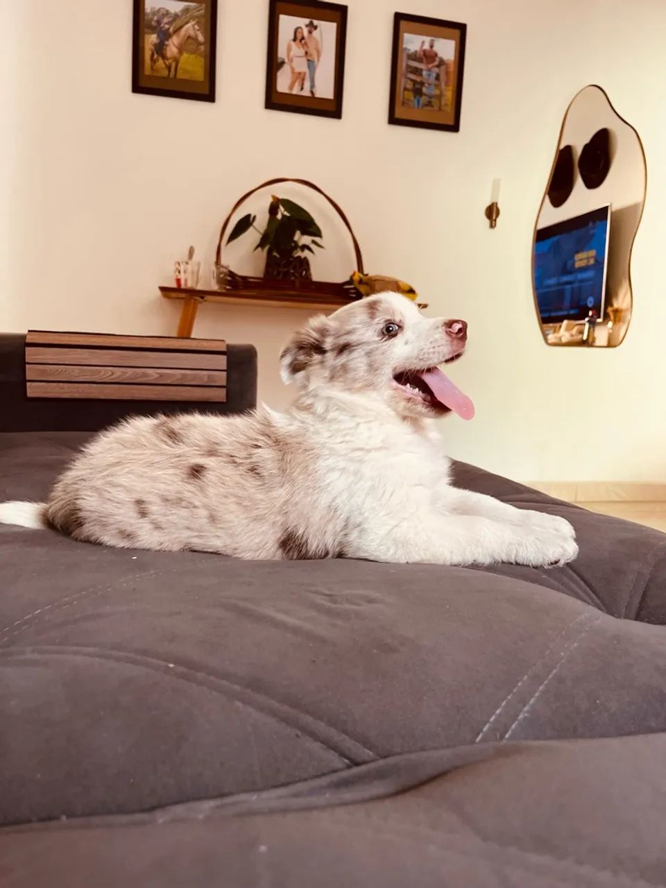 Border collie  - Foto 2