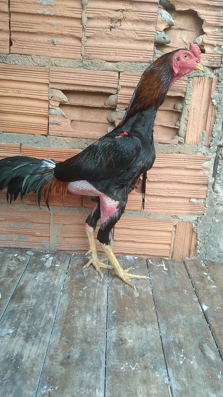 Vendo galos  - Foto 3