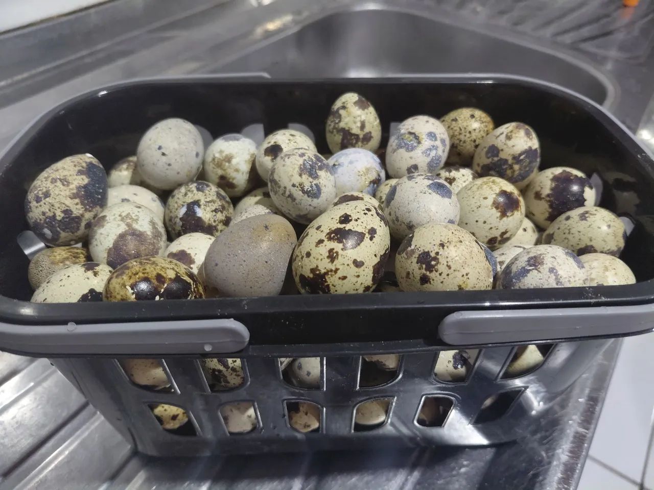 Ovos de codorna 