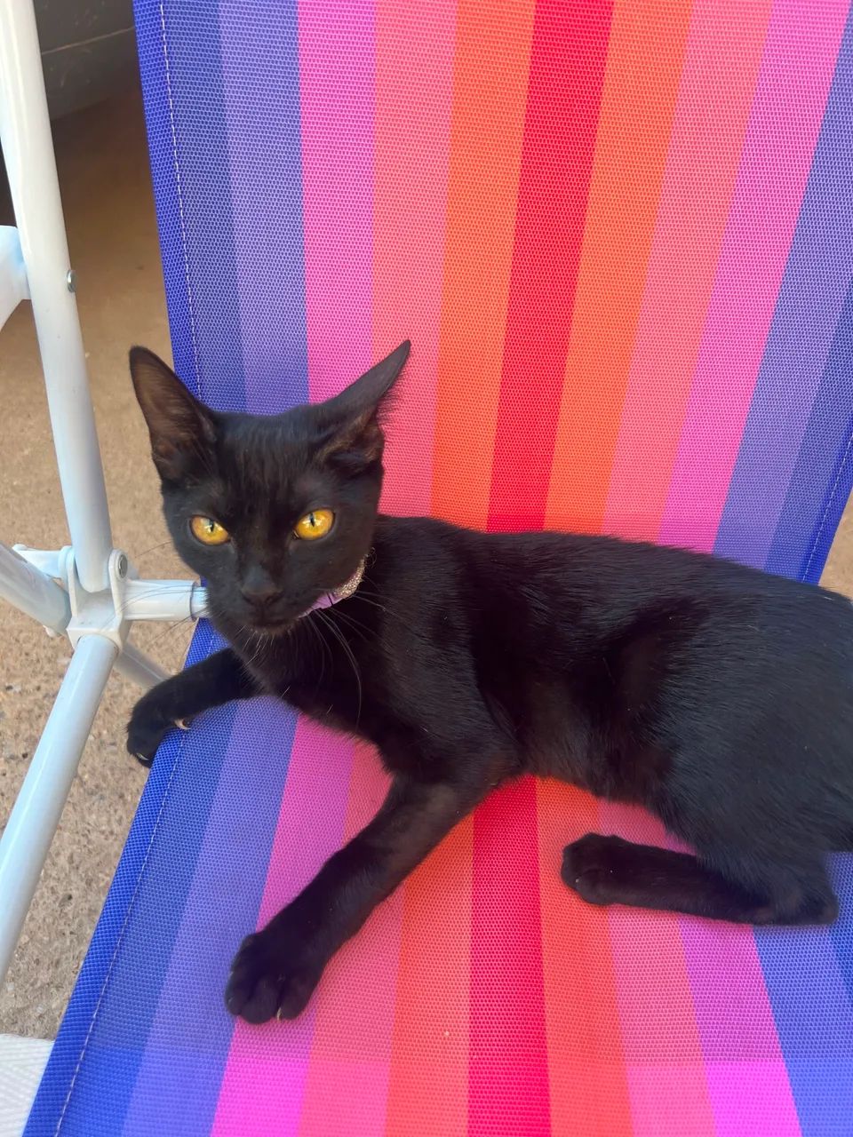 Doa-se gatinha  - Foto 2