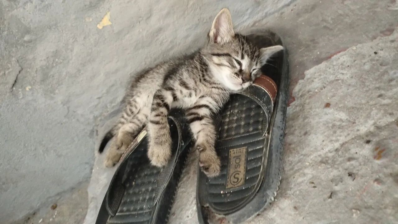 Doação de gatos  - Foto 3