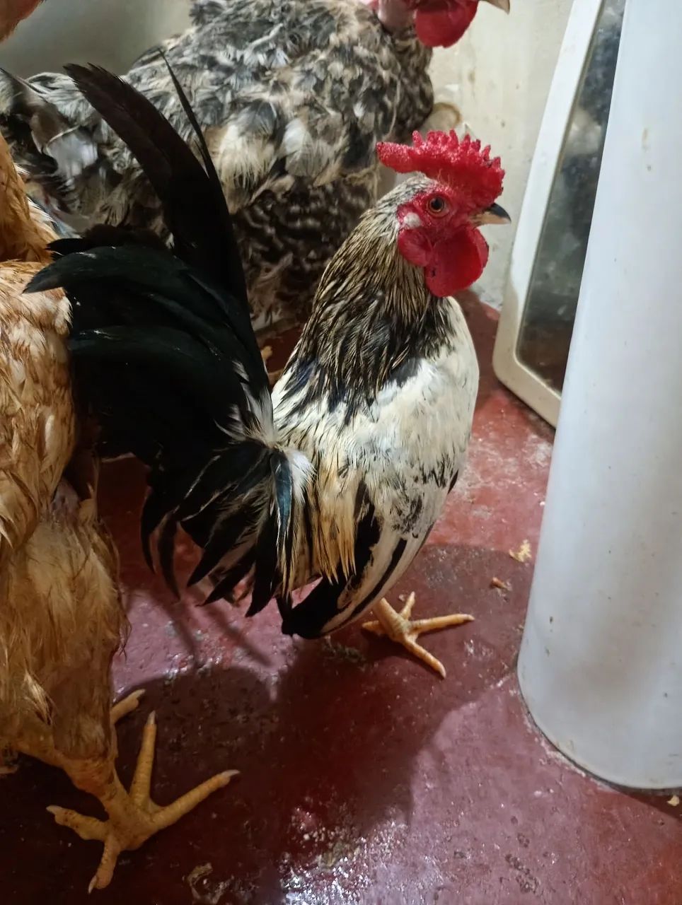 Frango casal - Foto 4